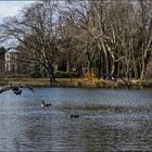 Im Park bei den Gänsen (2)