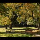 Im Park den Herbst genießen