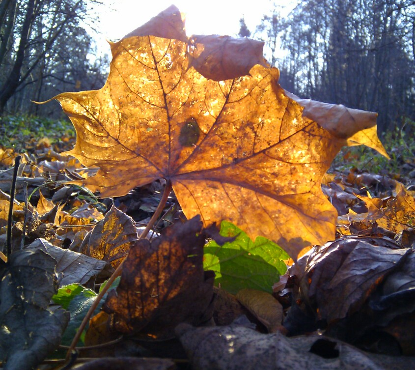 im Park, im Herbst