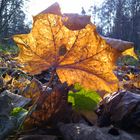 im Park, im Herbst