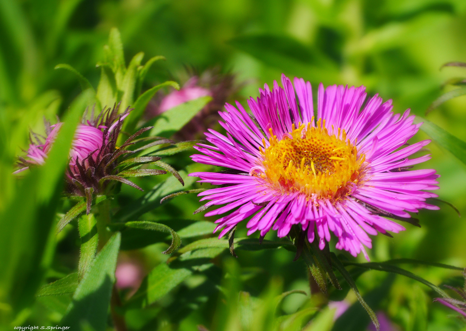 Im Park Planten un Blomen....