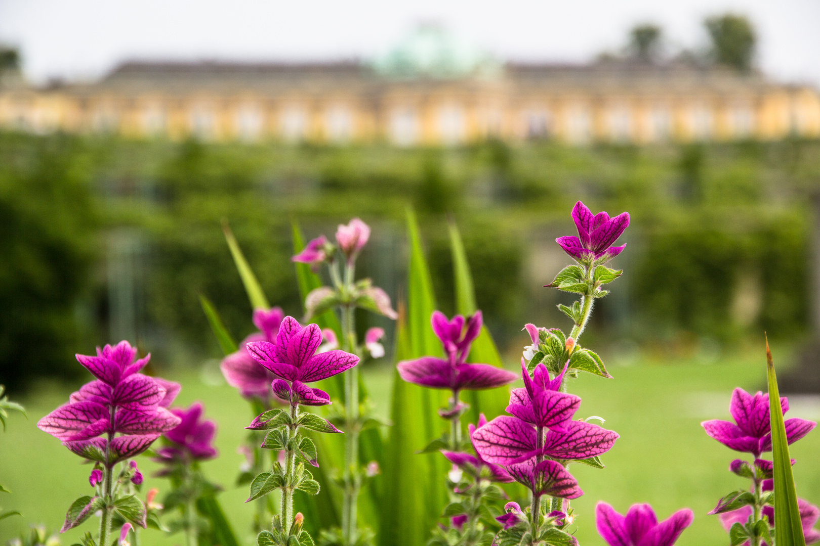 Im Park Sanssouci