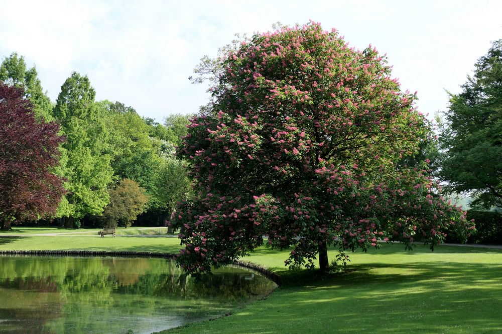 Im Park von Burg Hülshoff