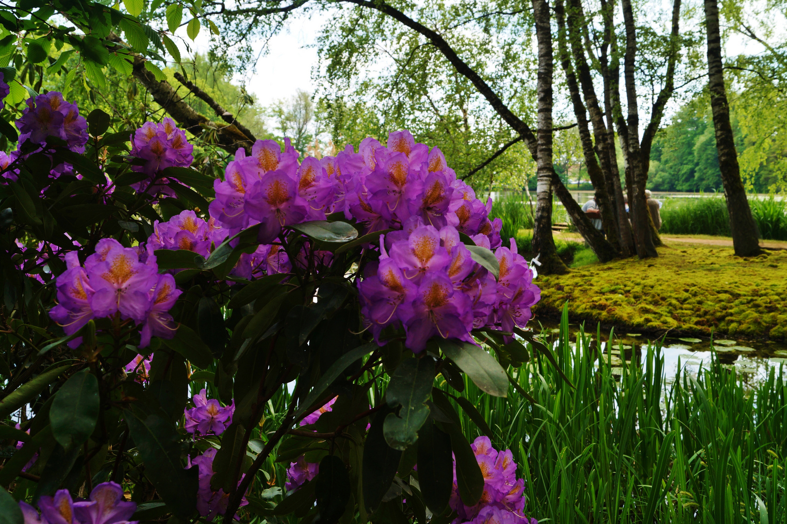 im Park von Dennenlohe .