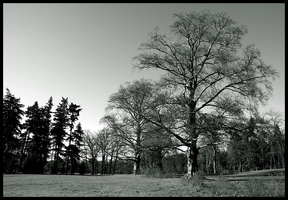 Im Park von Sanssouci