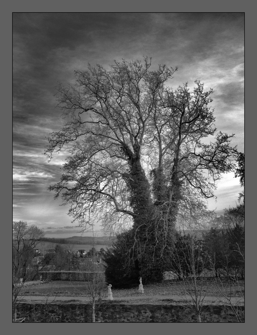 Im Park von Schloss Lichtenwalde steht ein alter Baum