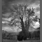 Im Park von Schloss Lichtenwalde steht ein alter Baum