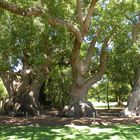 Im Park von "Vergelegen" befinden sich über 300 Jahre alte Kampferbäume.