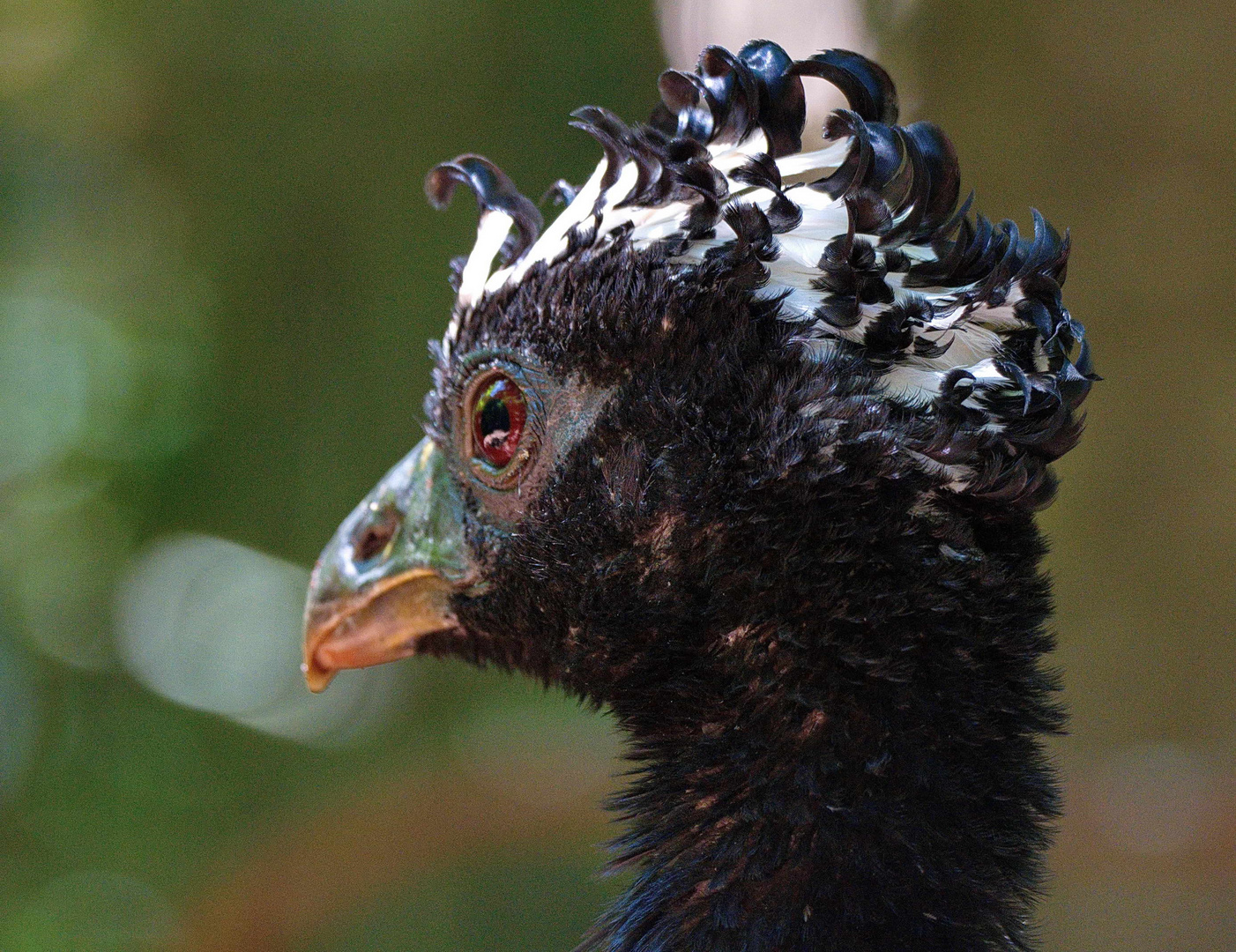 Im Parque de Aves, Iguazu