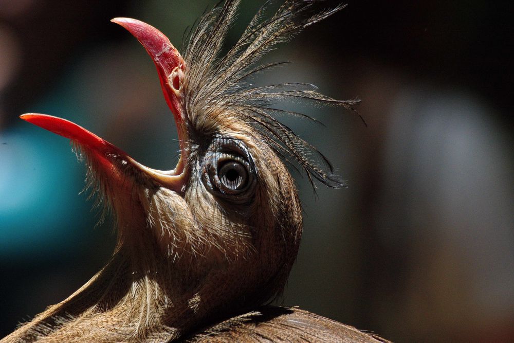 Im Parque de Aves, Iguazu