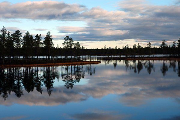 Im Pasvik Nationalpark