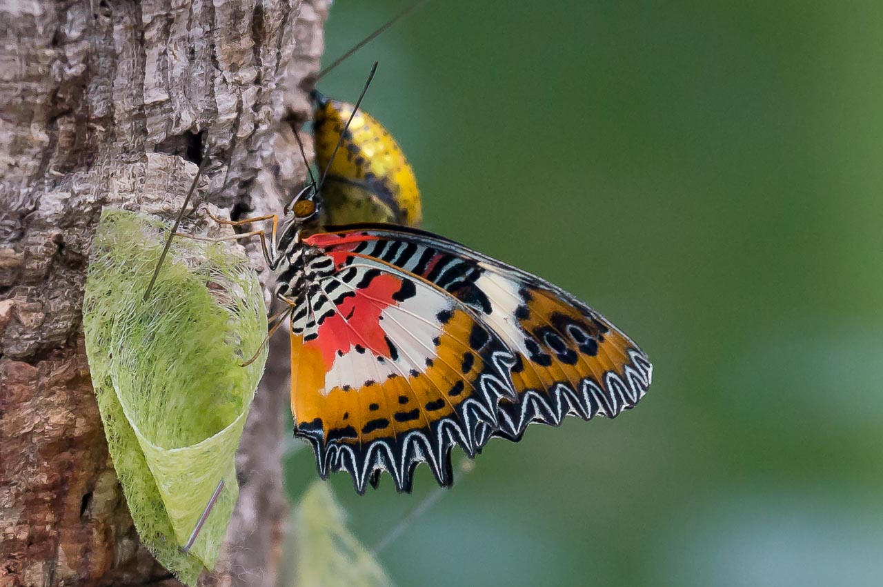 im Pavillon der Schmetterlinge I