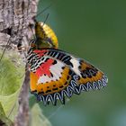 im Pavillon der Schmetterlinge I