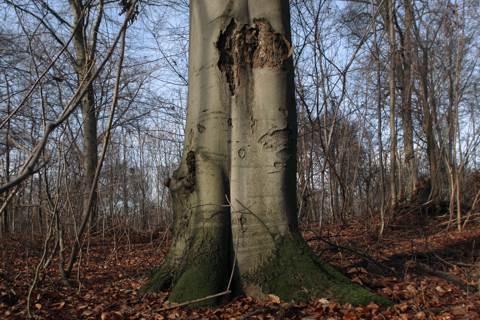 Im Pawelschen Holz