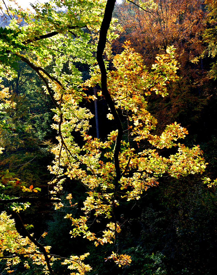 im Pfälzer Wald