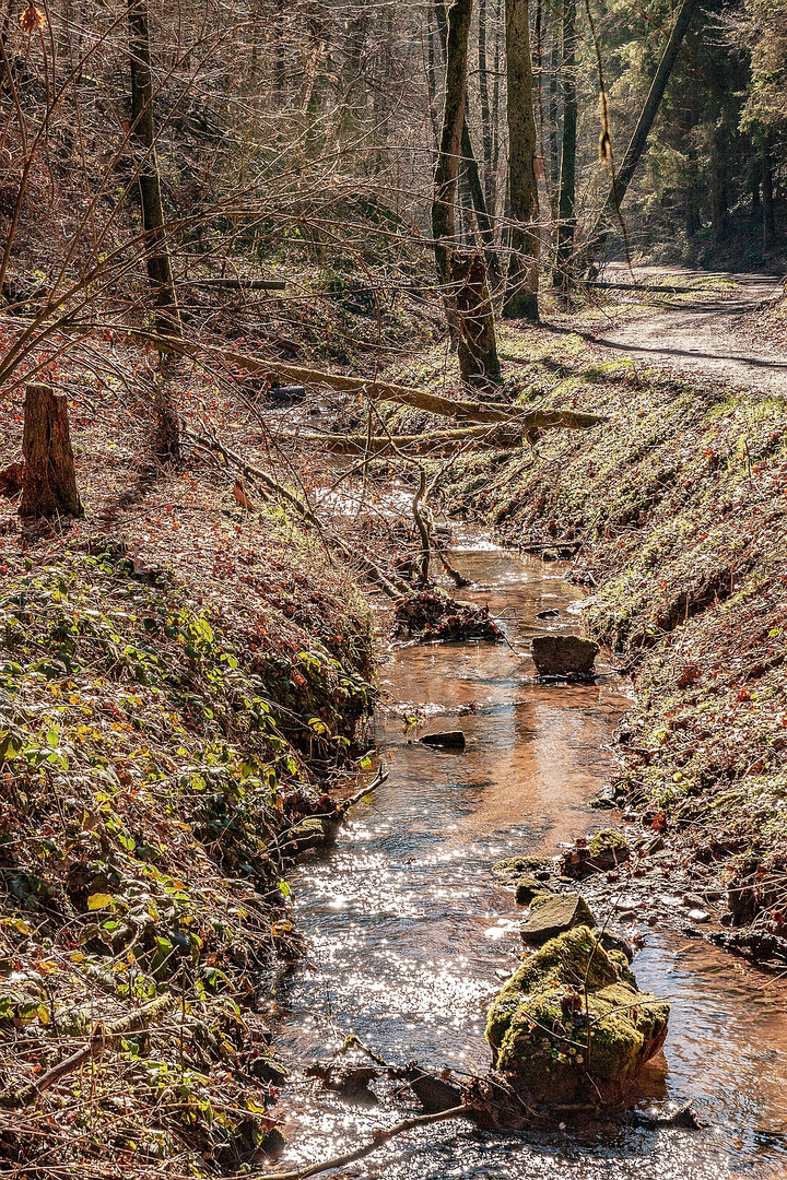 Im Pfälzer Wald*