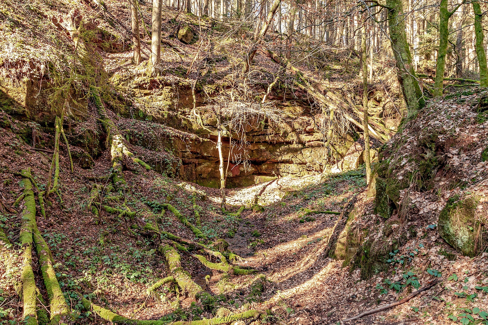 Im Pfälzer Wald*