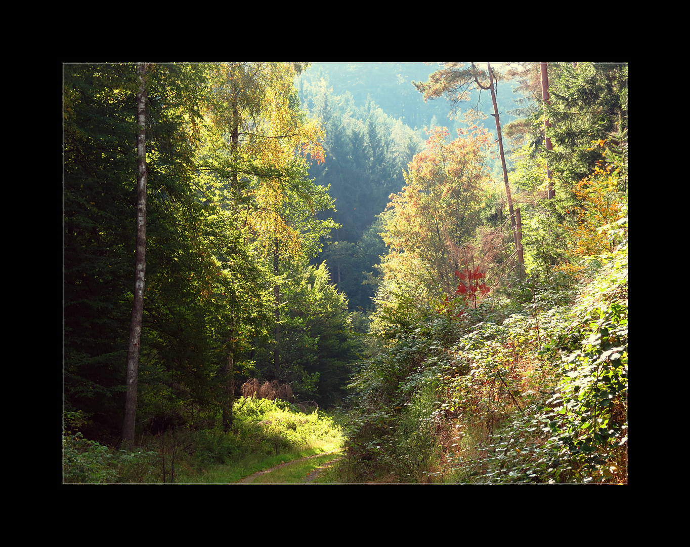 im Pfälzer Wald