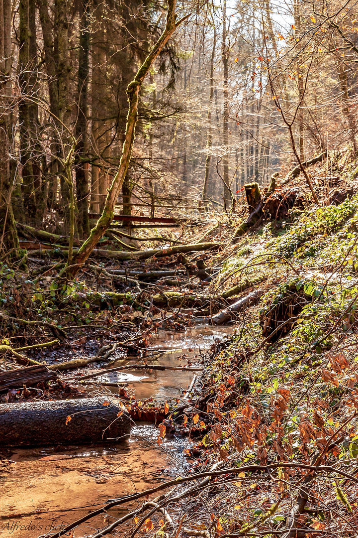 Im Pfälzer Wald*