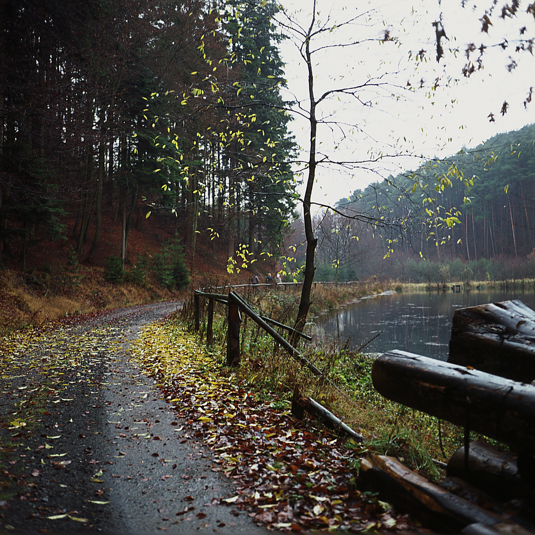 Im Pfälzer Wald