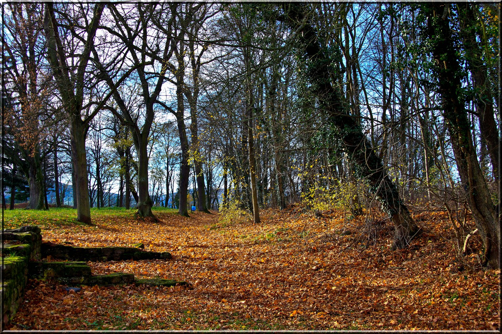 IM PFÄLZER WALD II