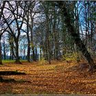 IM PFÄLZER WALD II