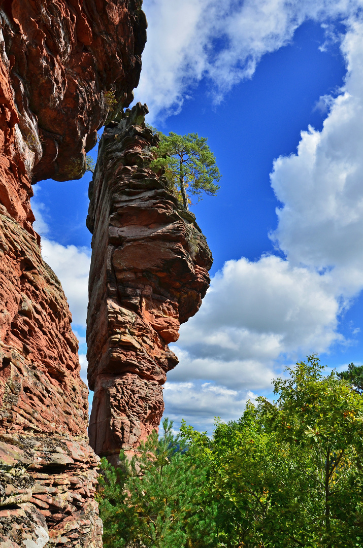 Im Pfälzerwald