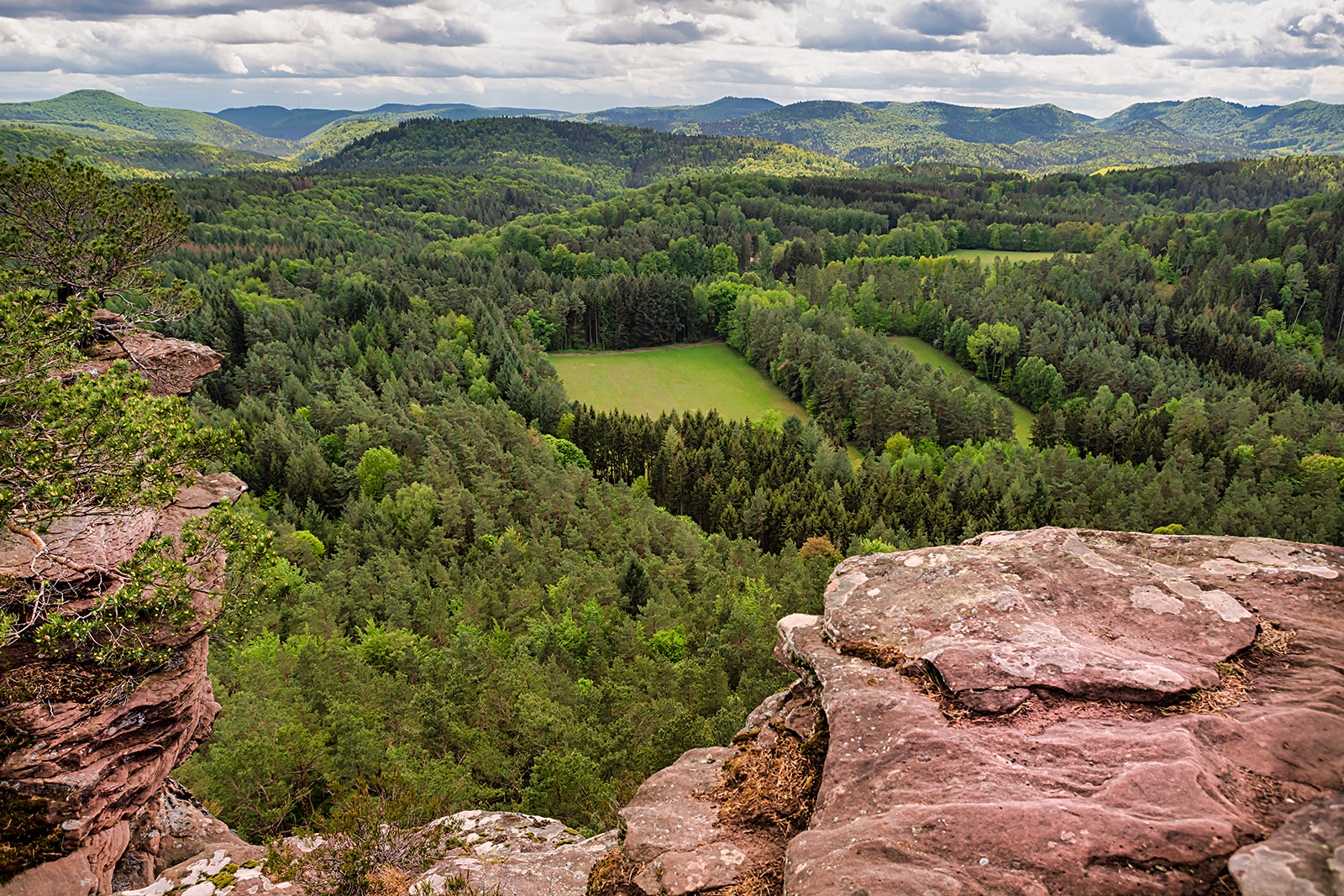 im Pfälzerwald