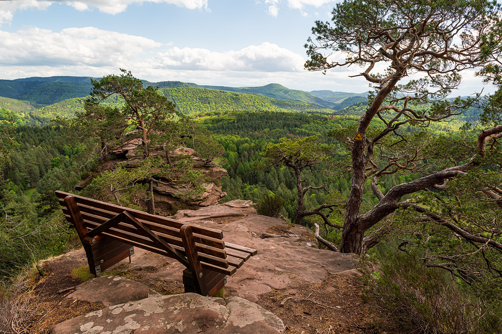 im Pfälzerwald