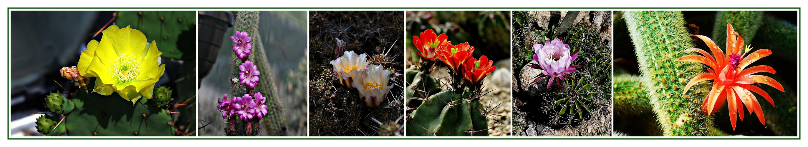 Im Pflanzenhaus des Botanischen Gartens . . . 