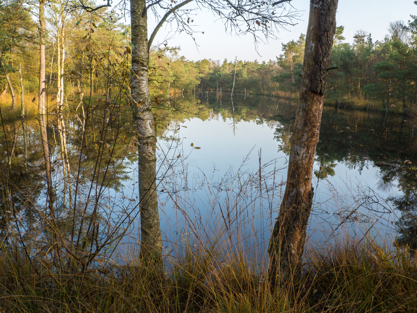 Im Pietzmoor bei Schneverdingen