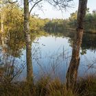 Im Pietzmoor bei Schneverdingen