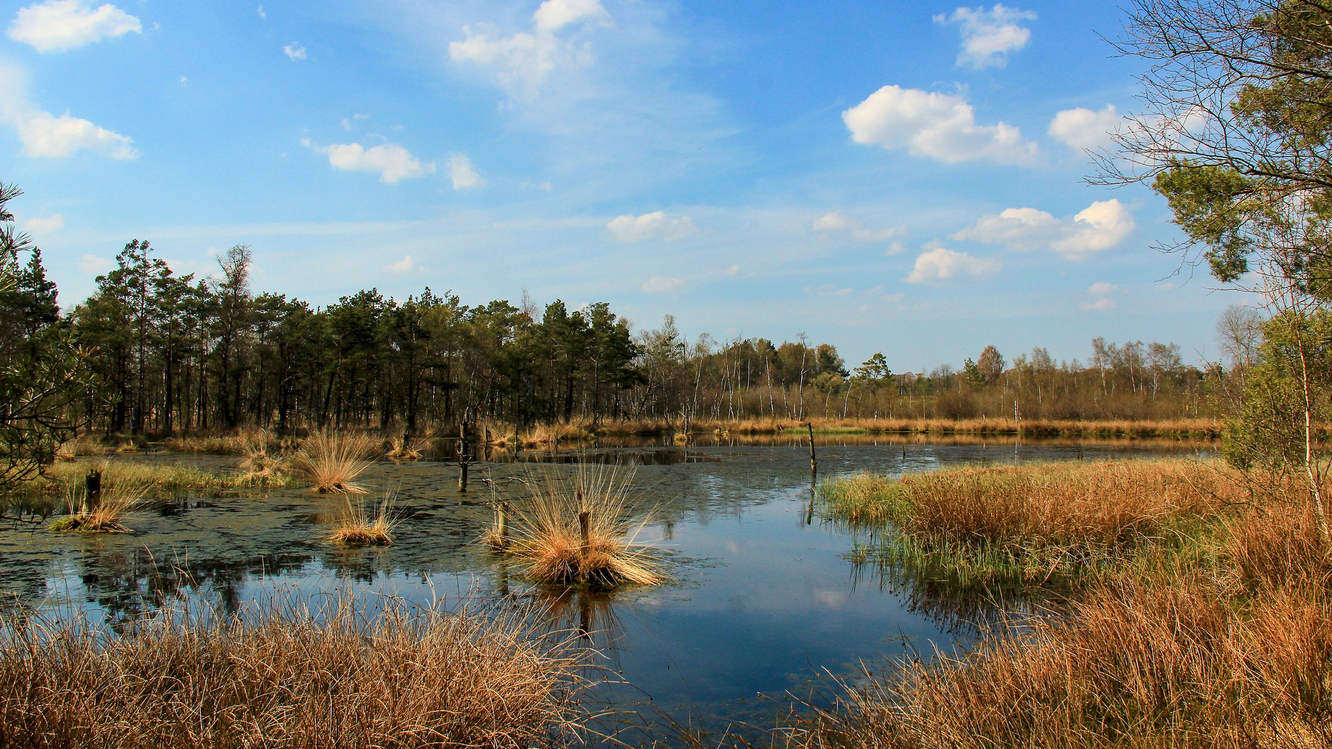 im Pietzmoor