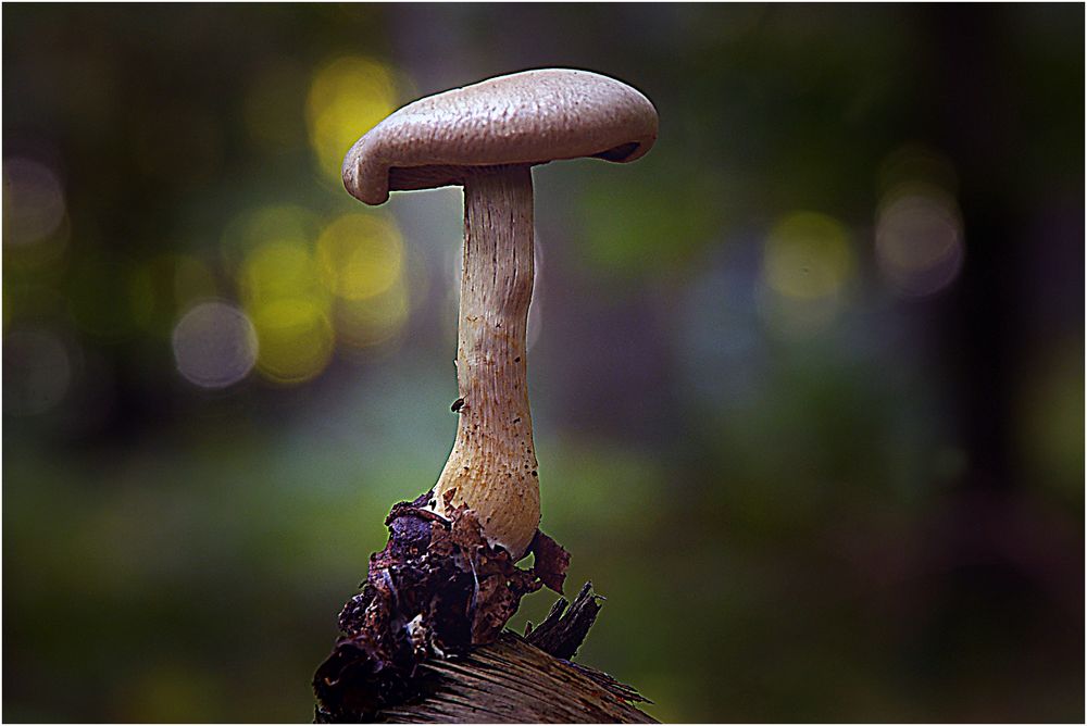 Im Pilzwald Foto & Bild | natur Bilder auf fotocommunity