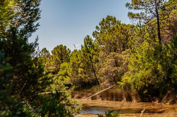 Im Pineta Granducale