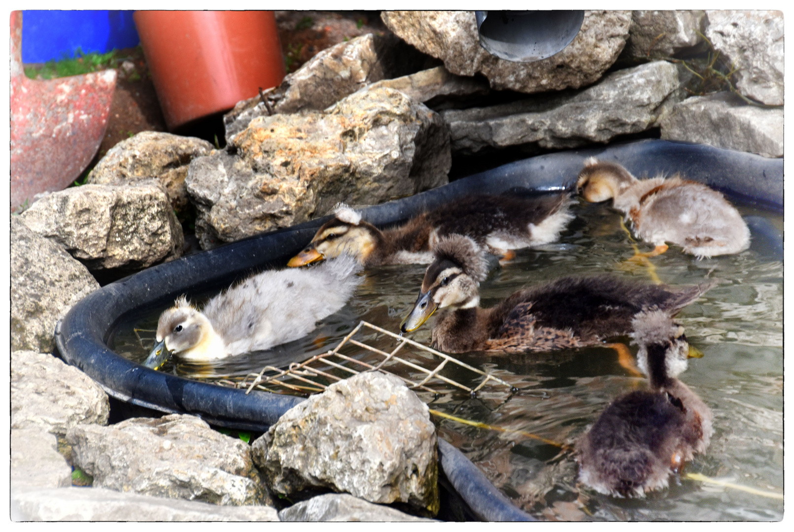 im Planschbecken Foto & Bild | natur, tiere, haustiere Bilder auf