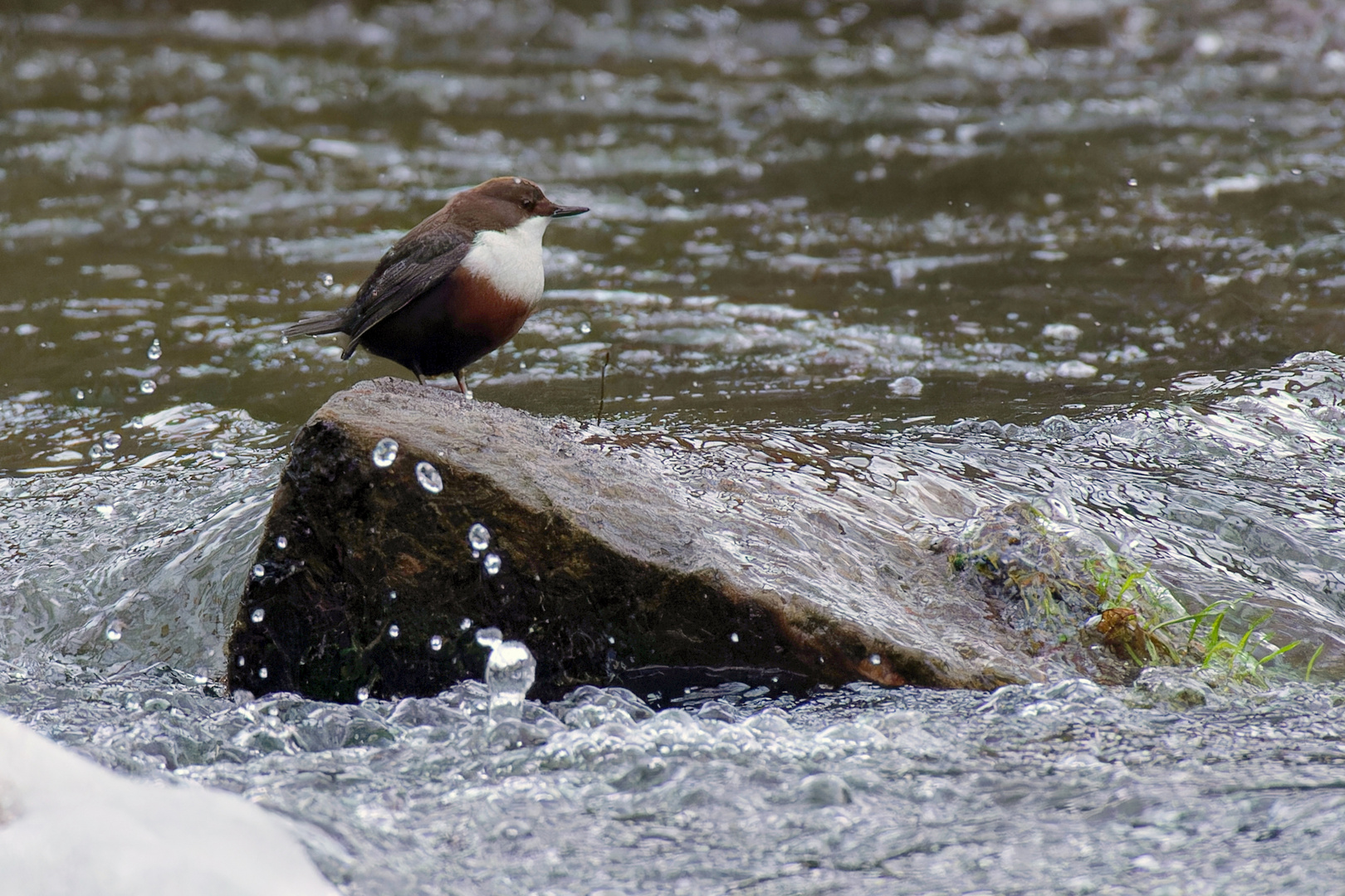 Im Polenztal sieht man auch mal Wasseramseln (Cinclus cinclus)