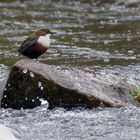 Im Polenztal sieht man auch mal Wasseramseln (Cinclus cinclus)