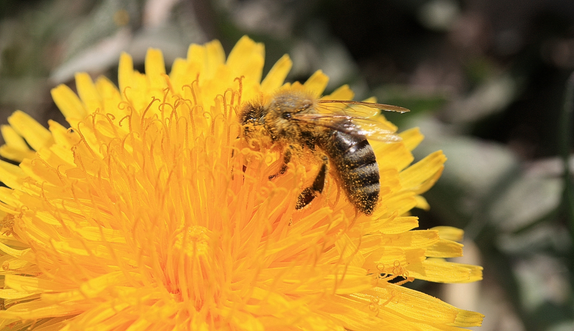 Im Pollen gebadet