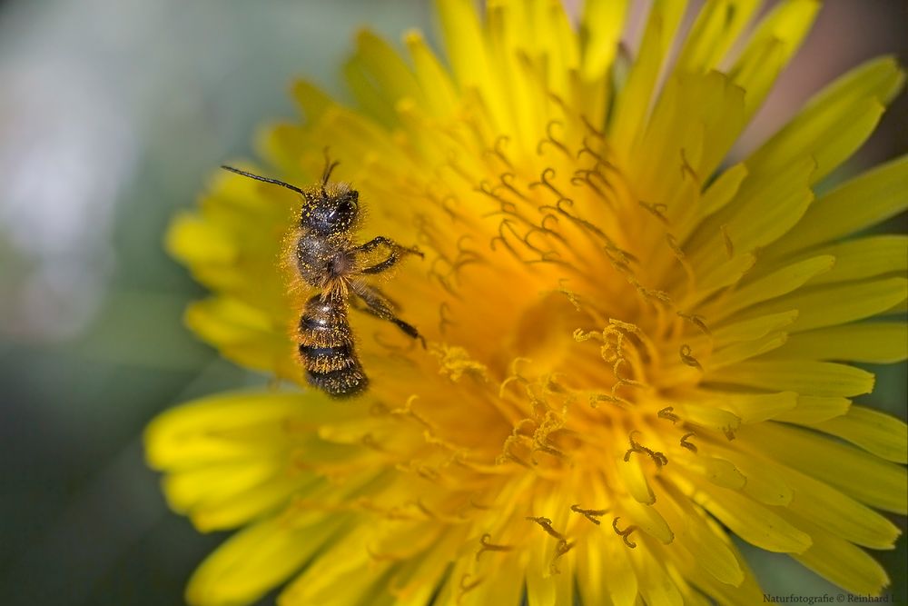Im Pollenbad Foto & Bild makro, frühling, natur Bilder auf