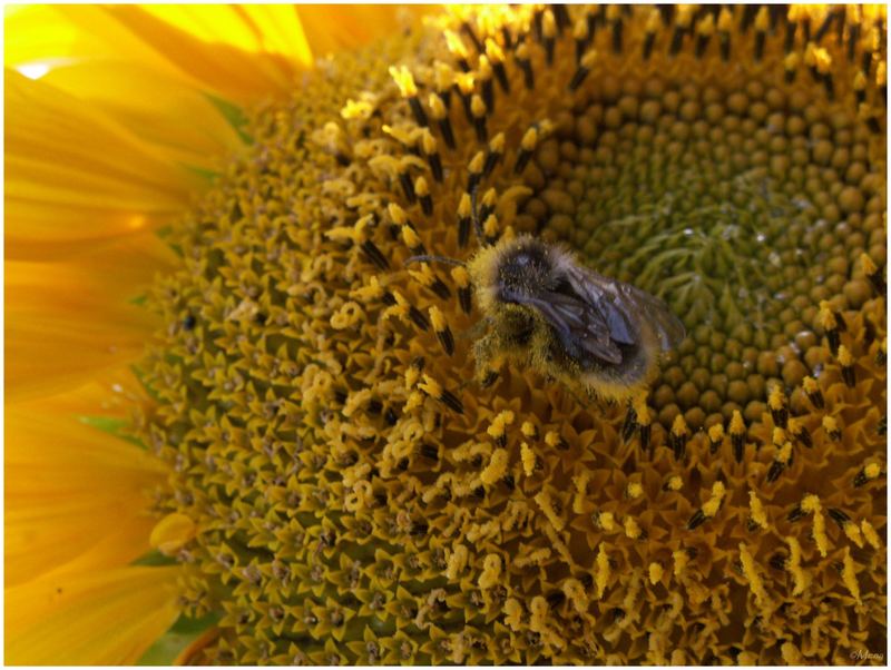 im Pollenrausch