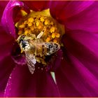Im Pollenrausch