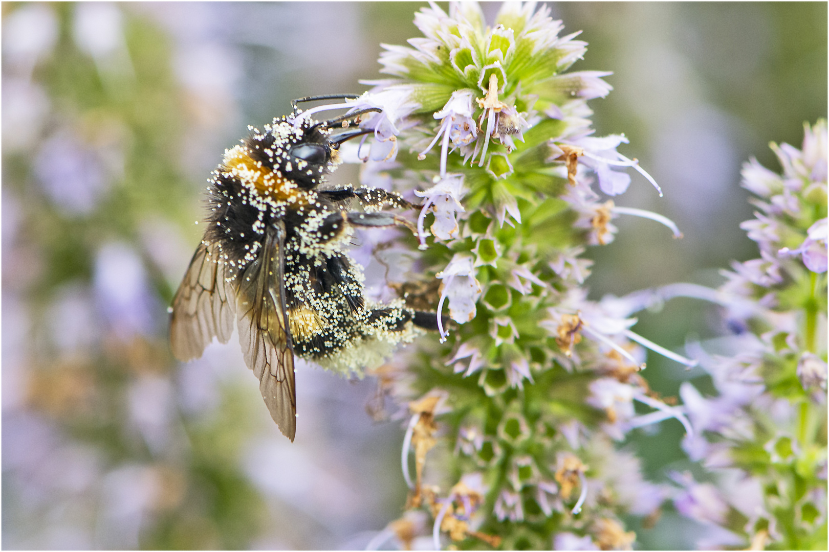 Im Pollenrausch war diese Hummel . . .