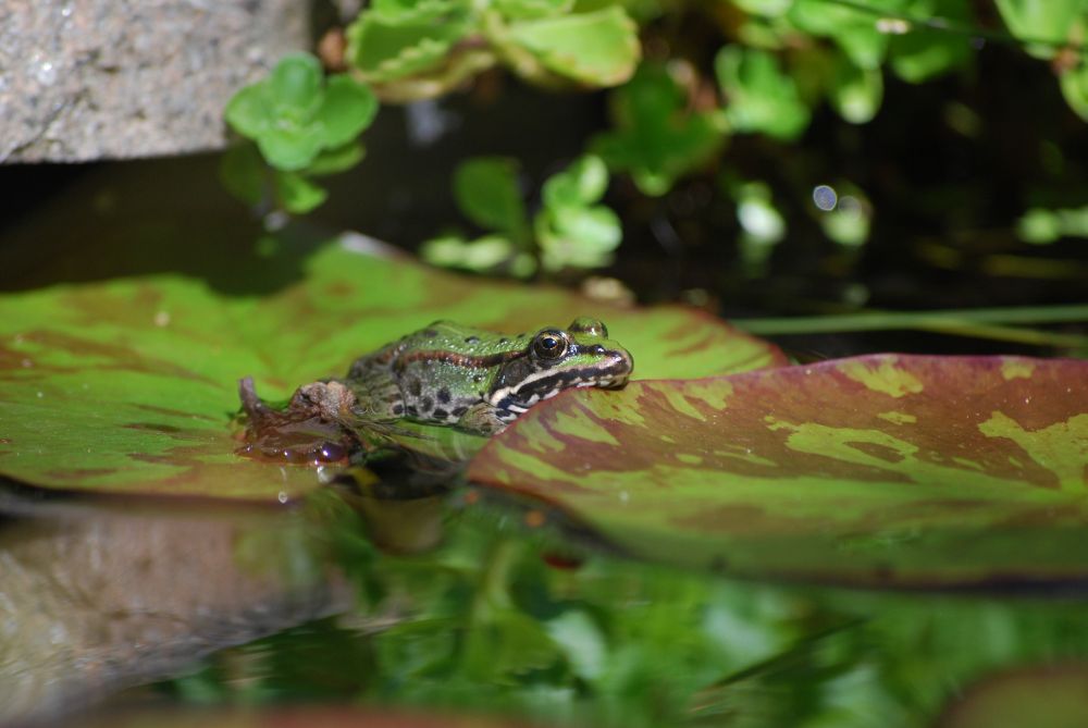 Im Pool ist es am Schönsten