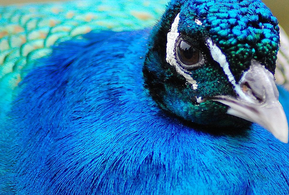 Im Porträt: Blaufarbenrausch mit Pfau bei 300 mm