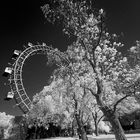 im prater blühen wieder die baeume