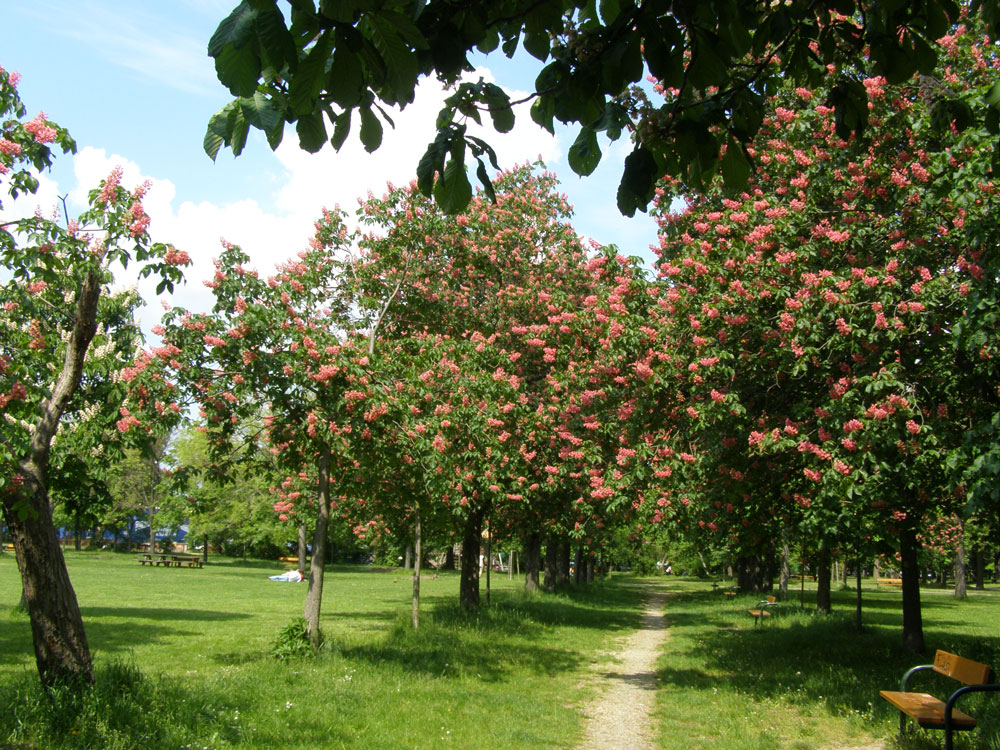 Im Prater blühen wieder die Bäume...