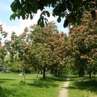 Im Prater blühen wieder die Bäume...