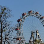 Im Prater blühn wieder..........