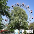 Im Prater blühn wieder die Bäume